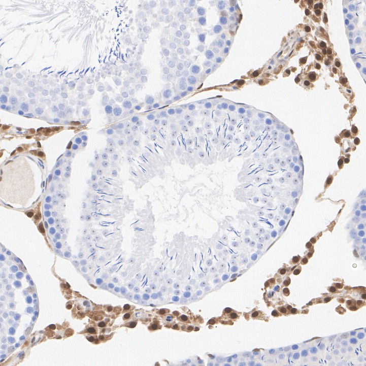 HA750310_7.jpg