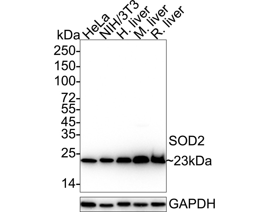 HA750314_1.jpg