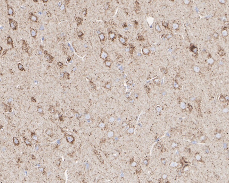 HA750314_3.jpg