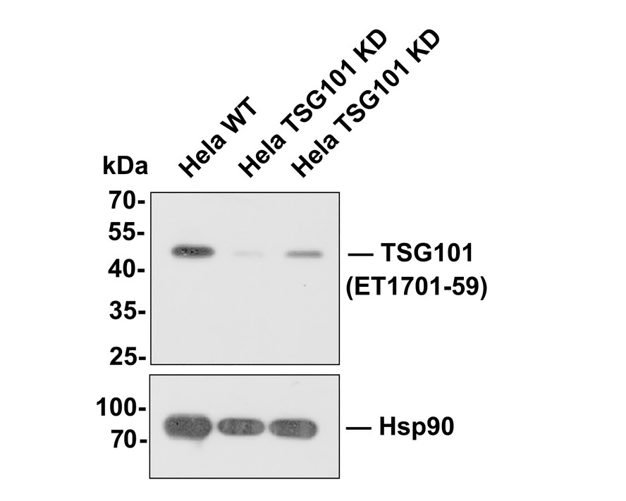 HA750316_2.jpg