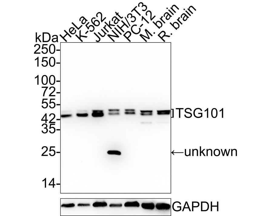 HA750316_3.jpg
