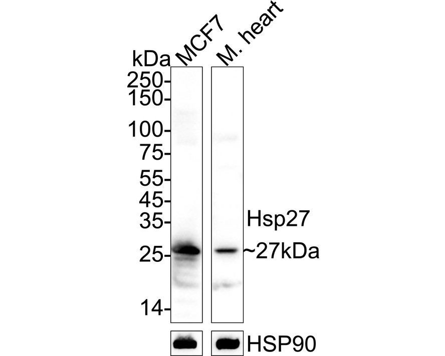 HA750321_2.jpg