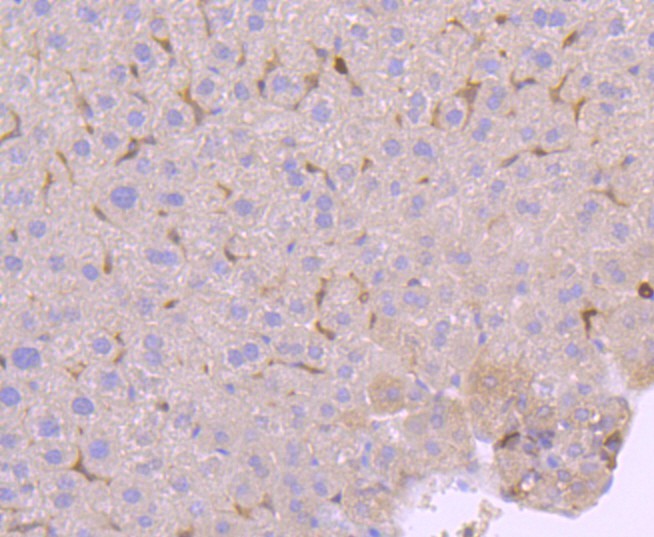 HA750325_10.jpg
