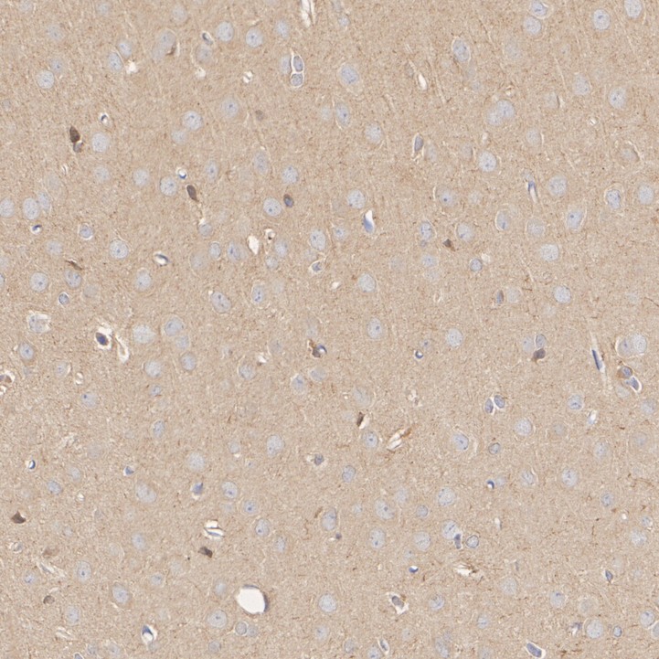 HA750325_4.jpg