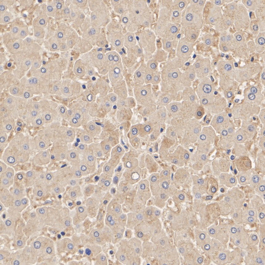 HA750327_8.jpg