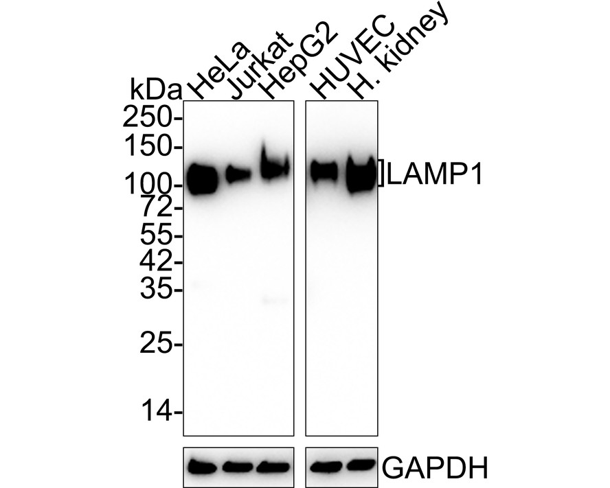 HA750328_1.jpg