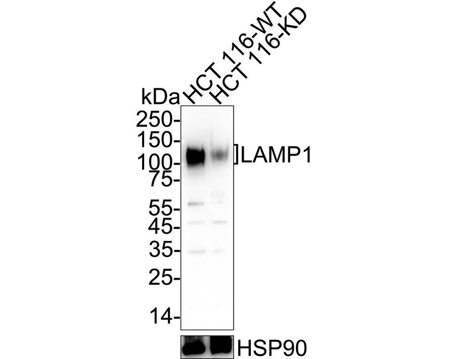 HA750328_2.jpg