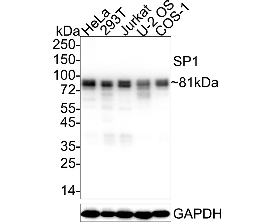 HA750330_1.jpg