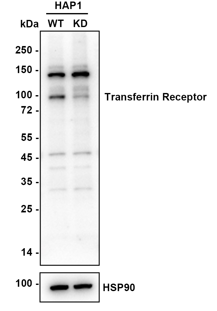 HA750333_3.jpg