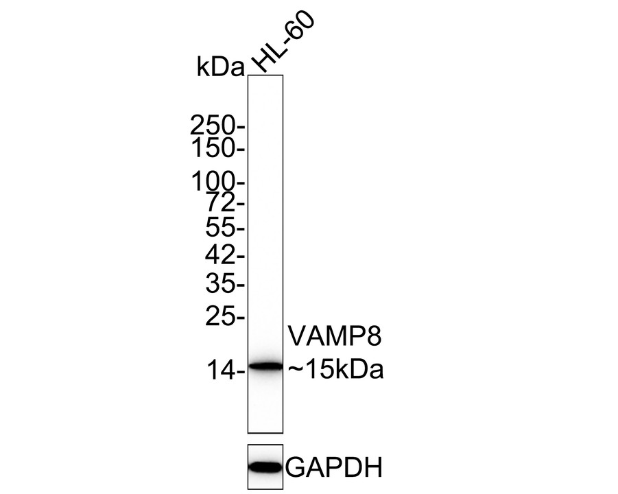 HA750334_1.jpg