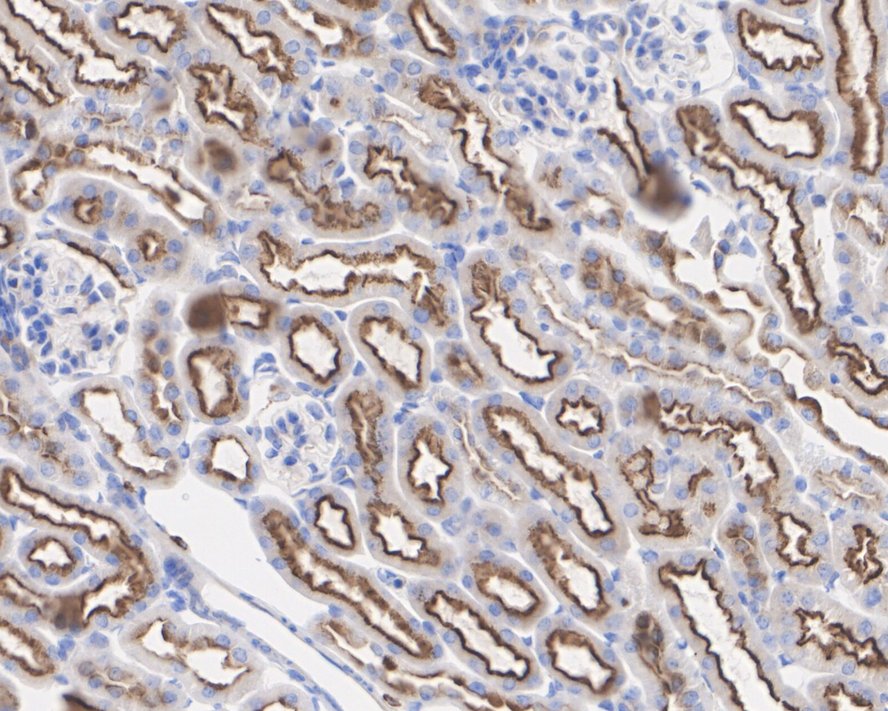 HA750334_6.jpg