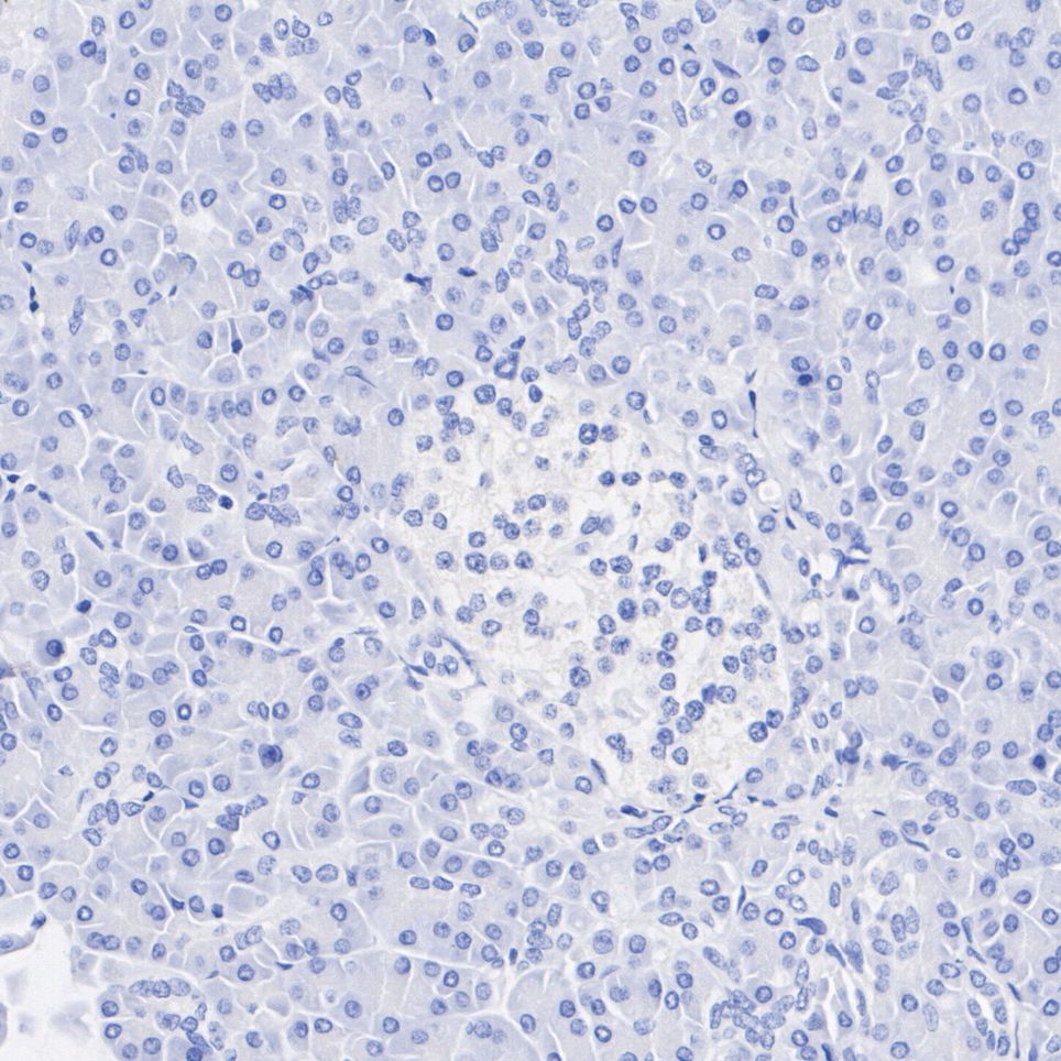 HA750337_8.jpg