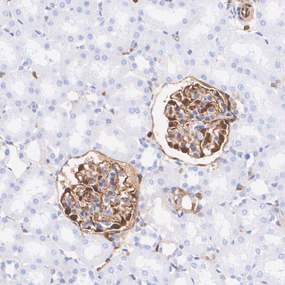 HA750342_4.jpg