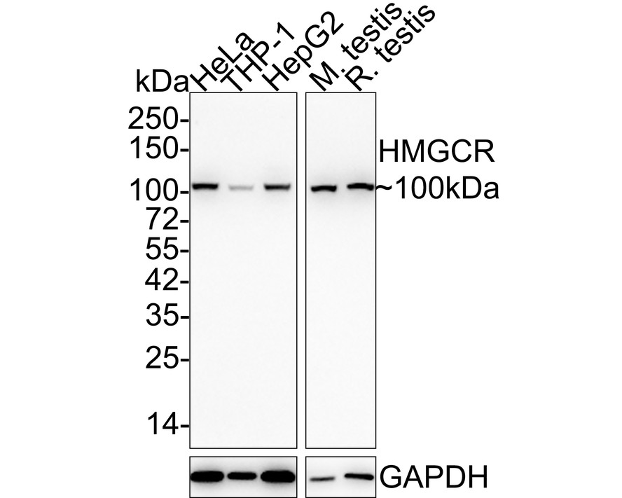 HA750345_1.jpg