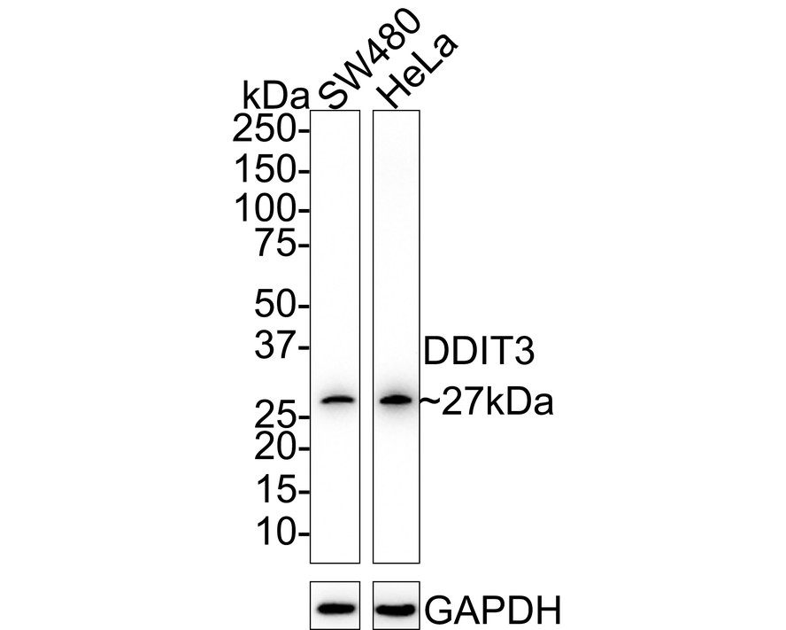 HA750369_1.jpg