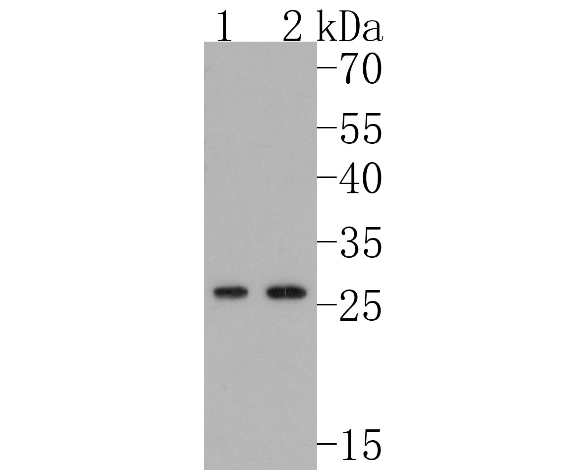 HA750369_3.jpg
