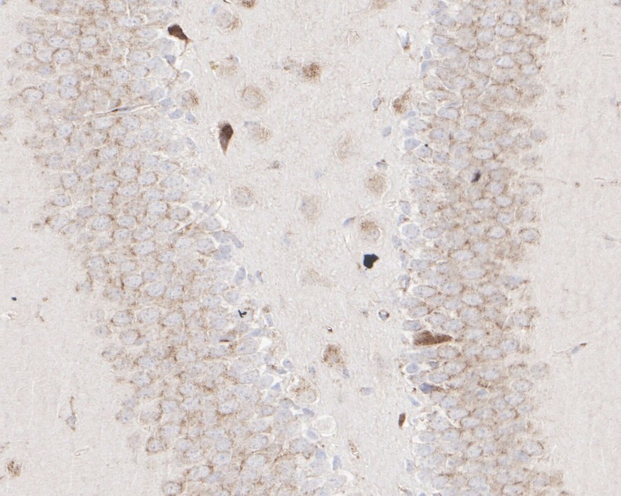 HA750370_5.jpg