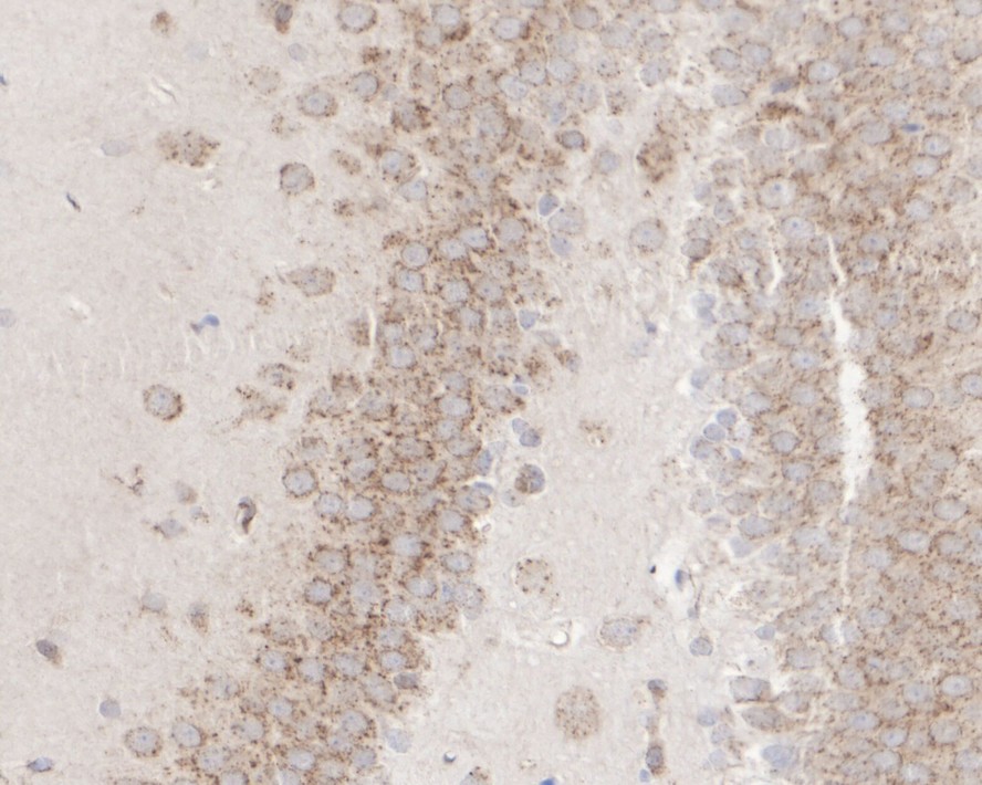 HA750370_7.jpg