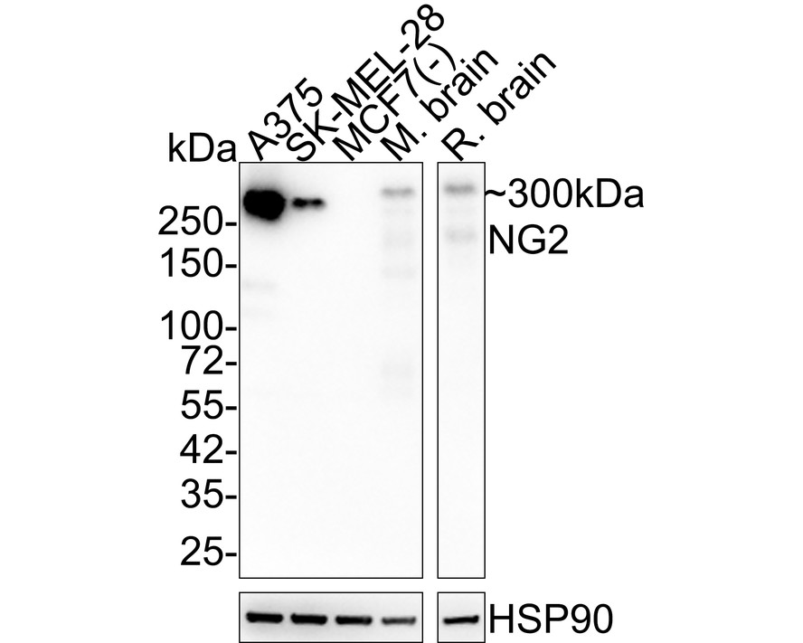 HA750372_1.jpg