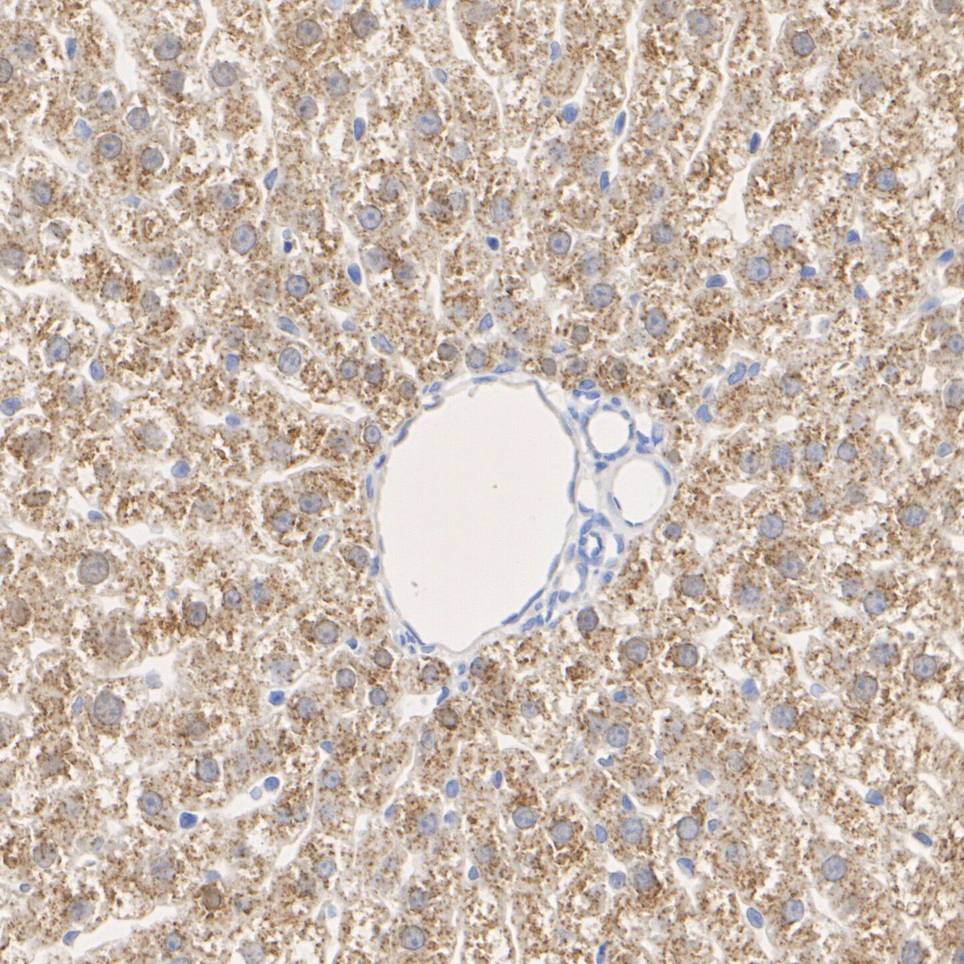 HA750377_4.jpg