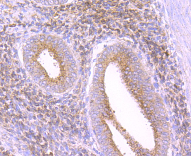 HA750377_6.jpg