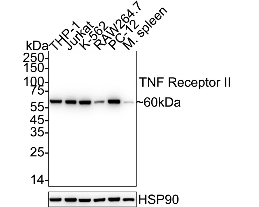 HA750386_1.jpg