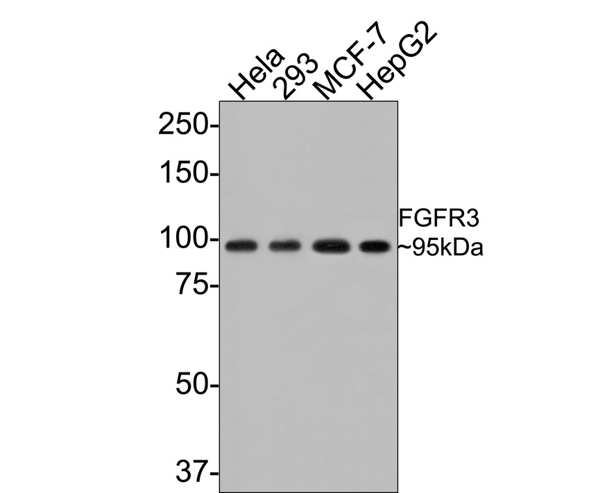HA750388_1.jpg