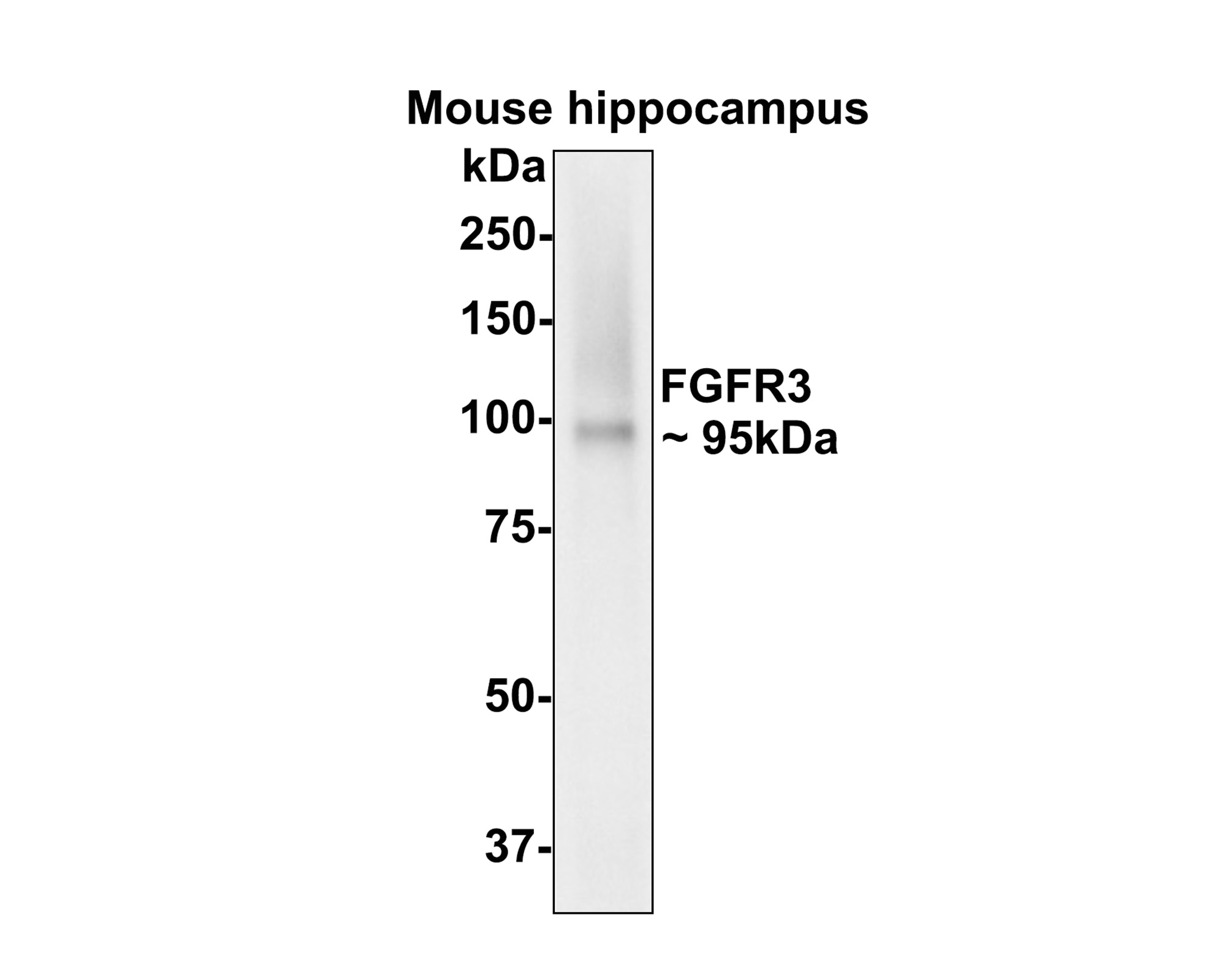 HA750388_3.jpg