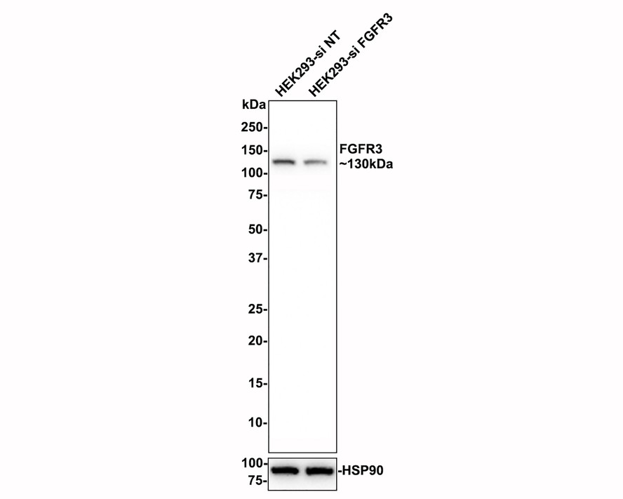 HA750388_4.jpg