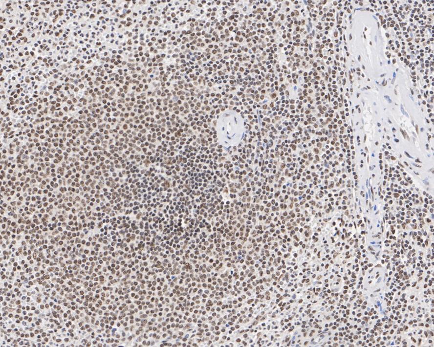 HA750390_5.jpg