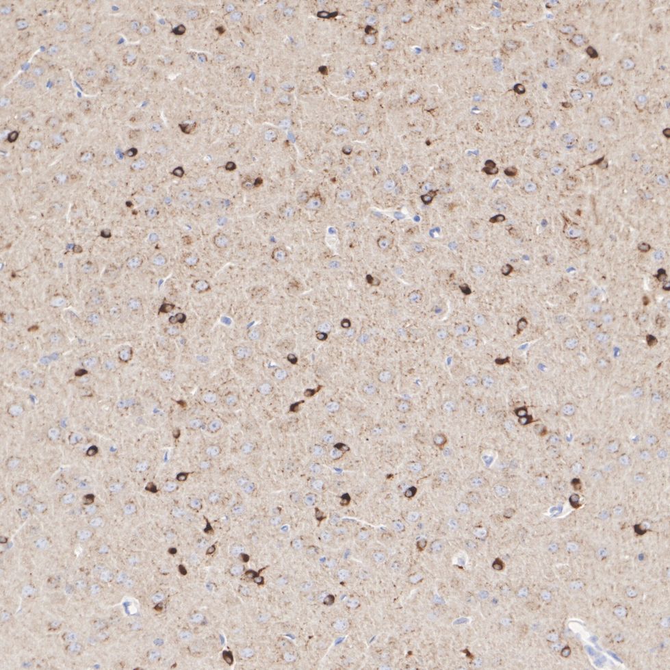 HA750391_4.jpg