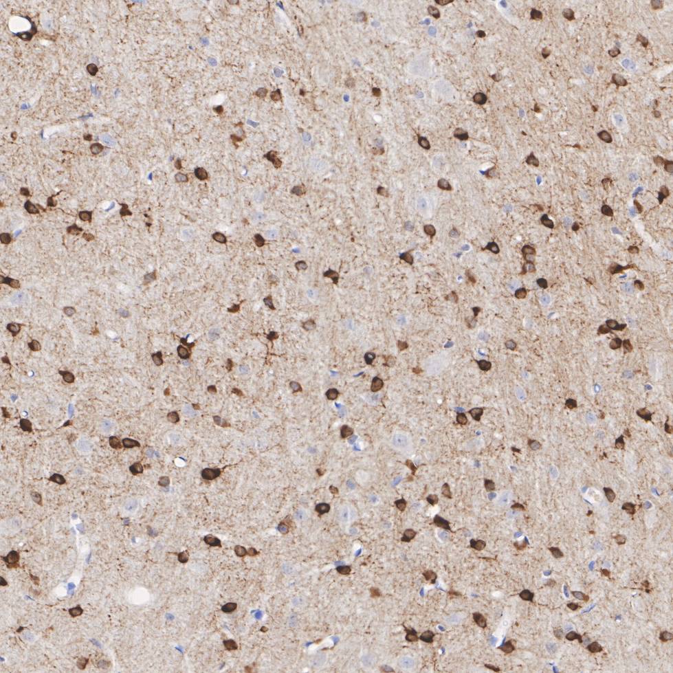 HA750391_5.jpg