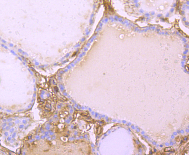 HA750392_6.jpg