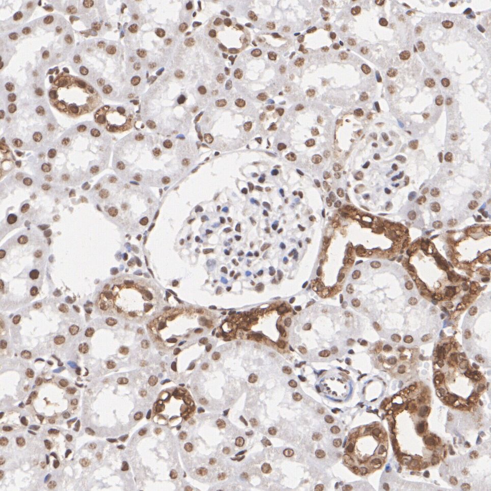 HA750394_12.jpg