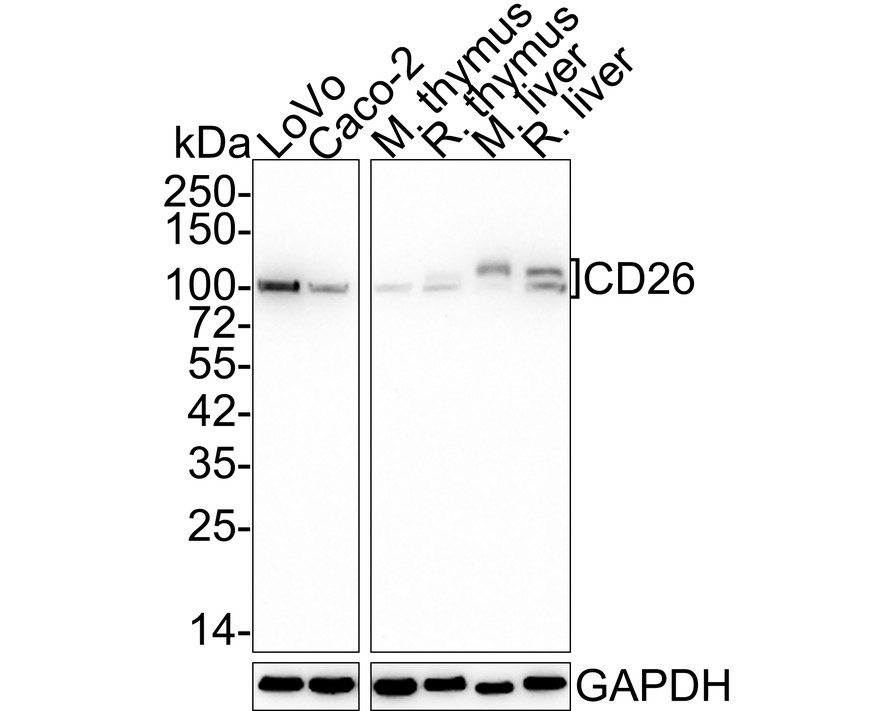 HA750396_1.jpg