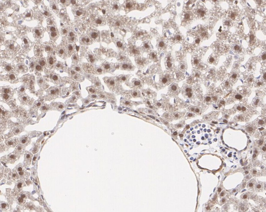 HA750397_4.jpg