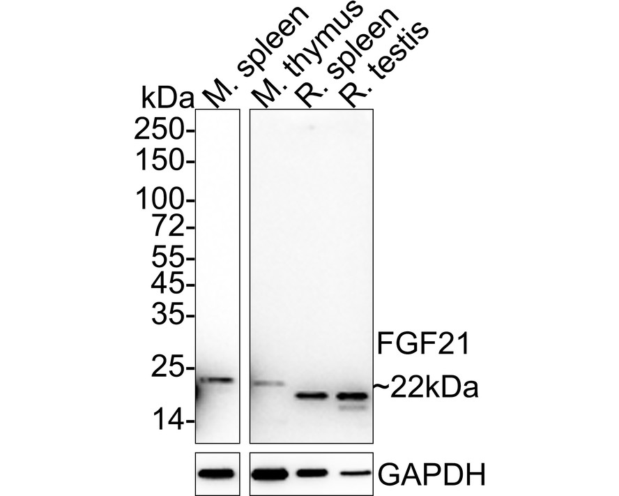 HA750399_2.jpg