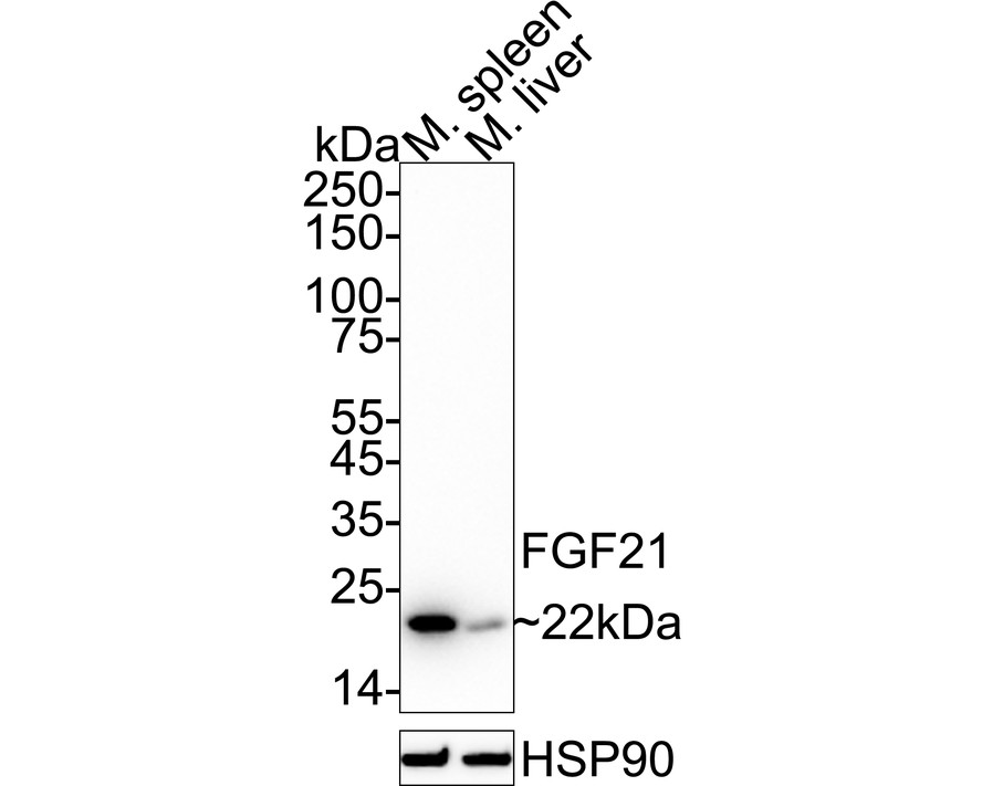 HA750399_3.jpg