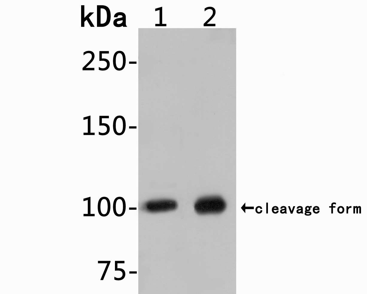 HA750401_1.jpg