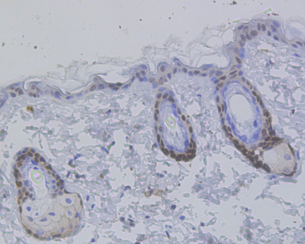HA750402_6.jpg