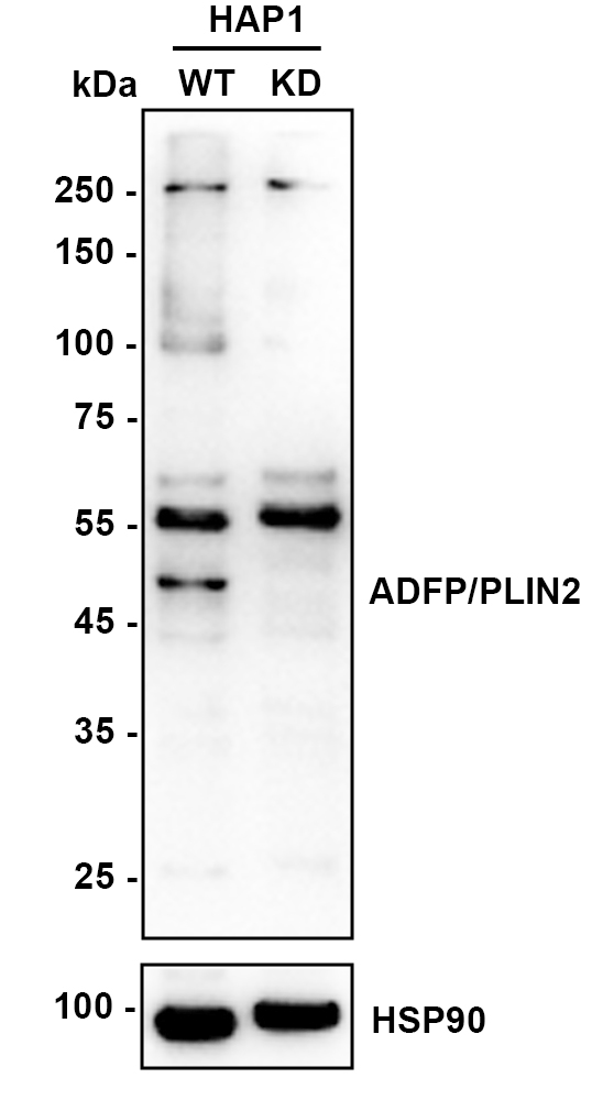 HA750407_2.jpg
