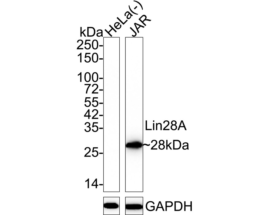 HA750410_2.jpg