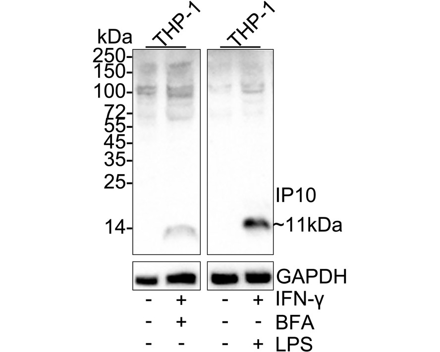 HA750411_1.jpg