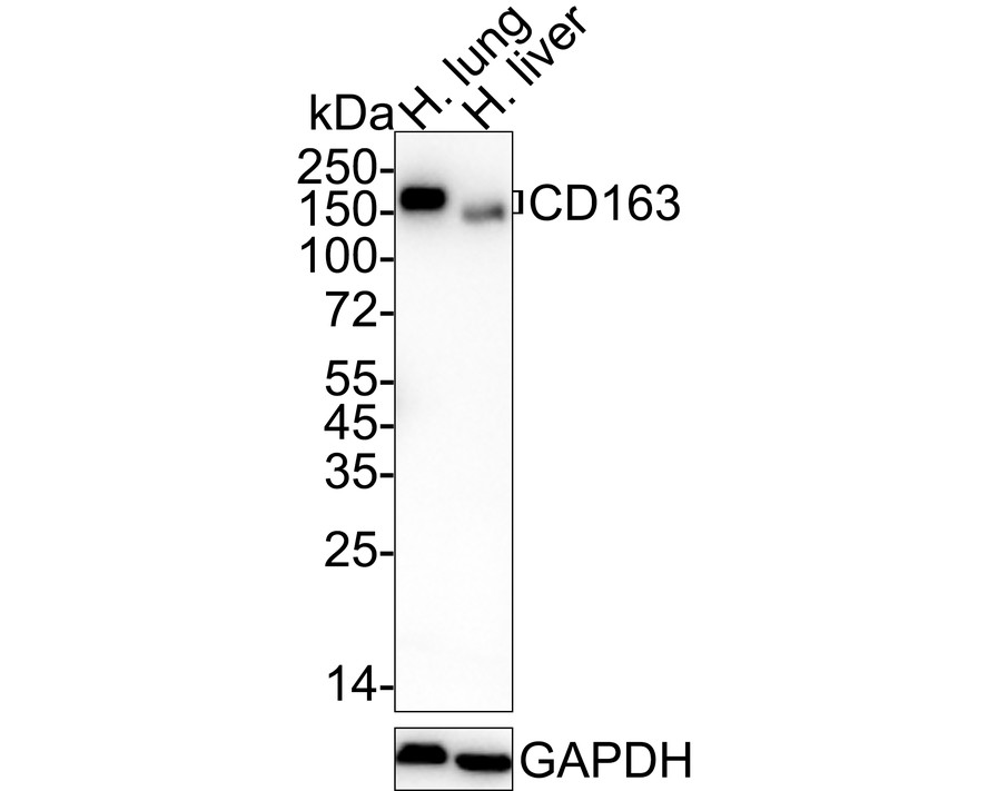 HA750412_1.jpg