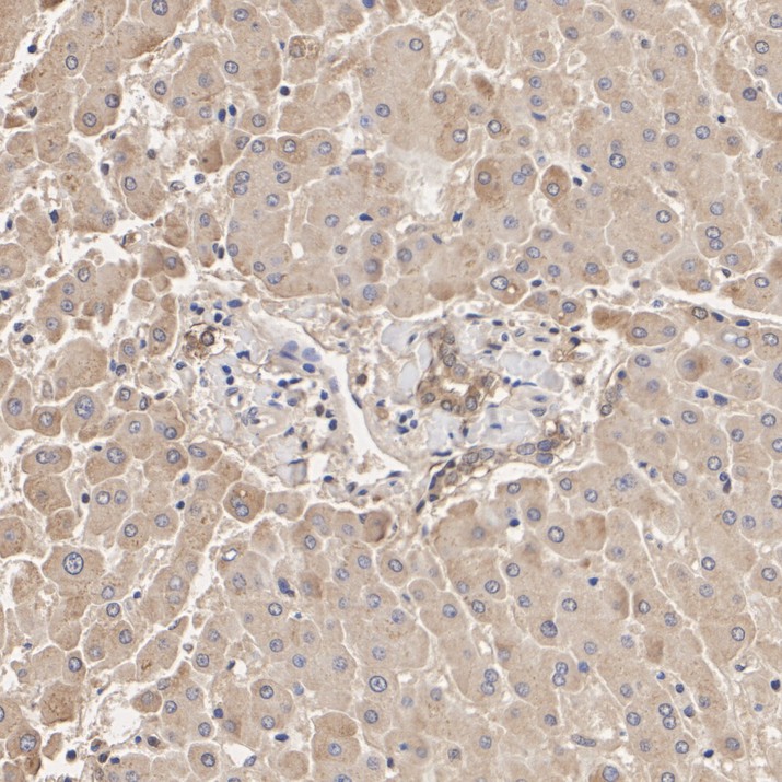 HA750414_4.jpg