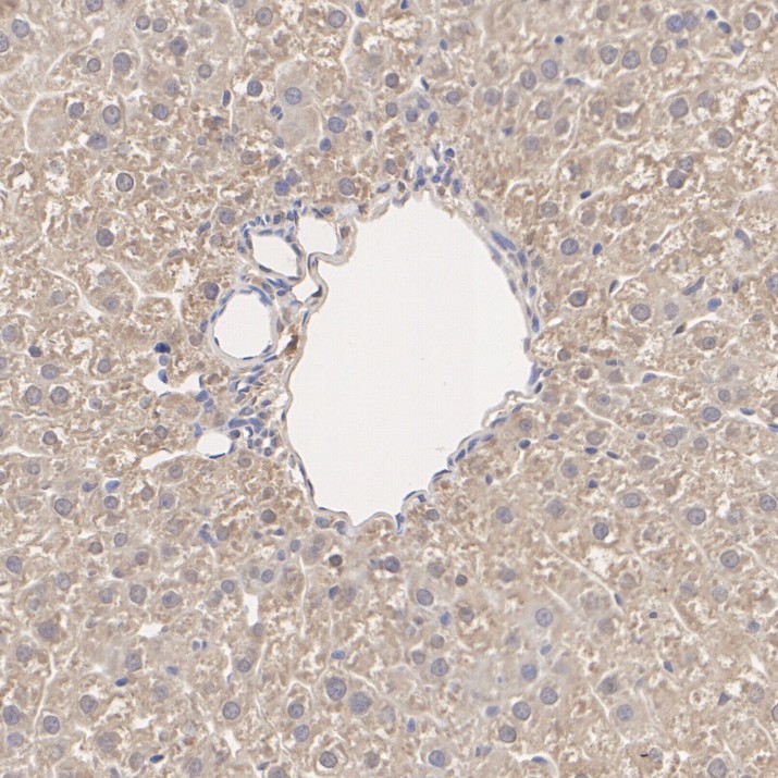 HA750414_6.jpg