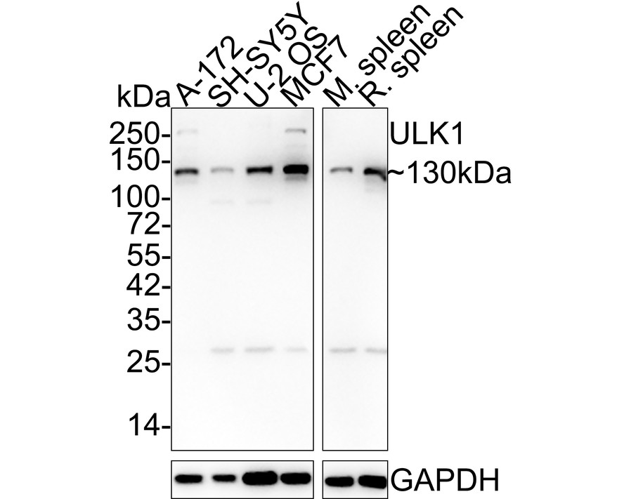 HA750418_1.jpg