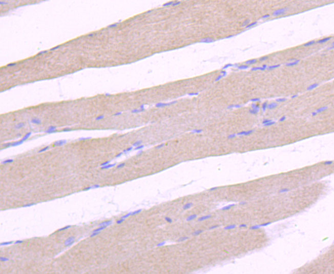 HA750418_4.jpg