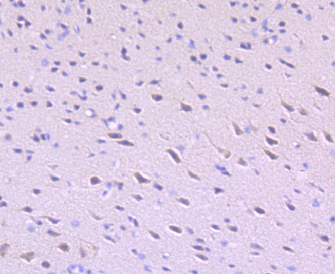 HA750418_6.jpg
