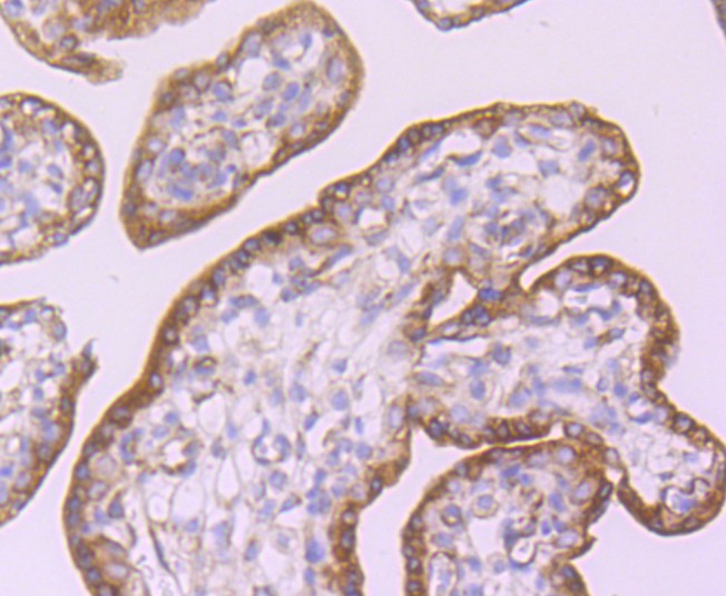 HA750421_4.jpg